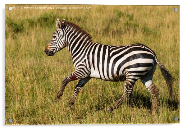 Injured Burchell's Zebra Acrylic by Howard Kennedy