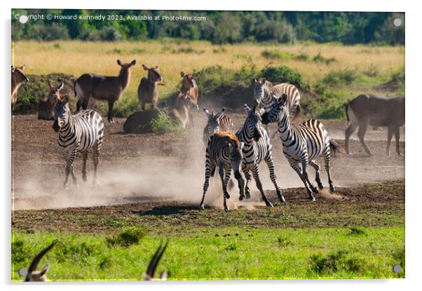 Zebra foal trying to escape being trampled by fighting stallions Acrylic by Howard Kennedy
