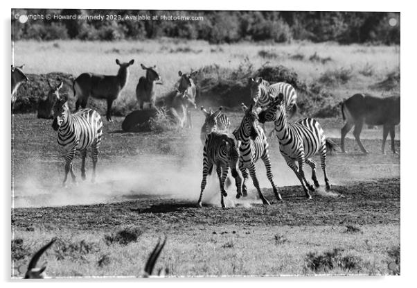 Zebra foal trying to escape being trampled by fighting stallions in black and white Acrylic by Howard Kennedy
