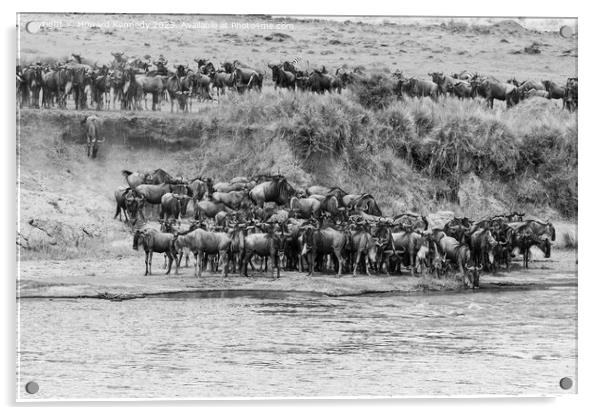 Wildebeest approaching the Mara River during the Great Migration in black and white Acrylic by Howard Kennedy