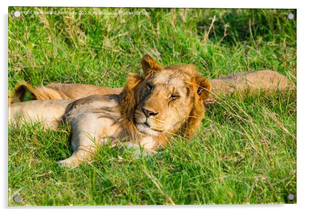Nomadic Male Lions chilling in Masai Mara Acrylic by Howard Kennedy
