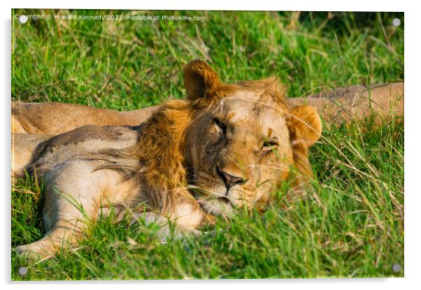 Nomadic Male Lions in Masai Mara Acrylic by Howard Kennedy
