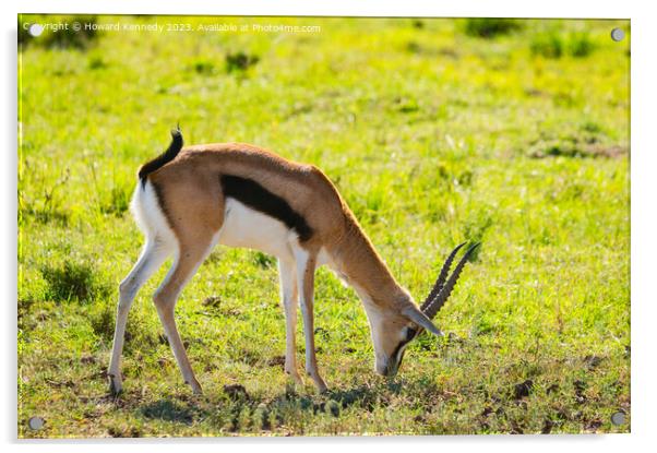 Thomson's Gazelle grazing in Masai Mara Acrylic by Howard Kennedy