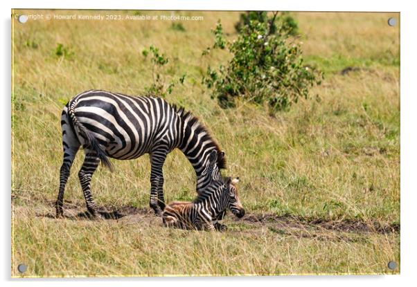 Zebra Mare with newborn foal Acrylic by Howard Kennedy