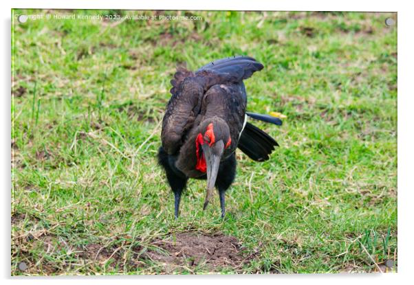 Southern Ground Hornbill hunting Acrylic by Howard Kennedy