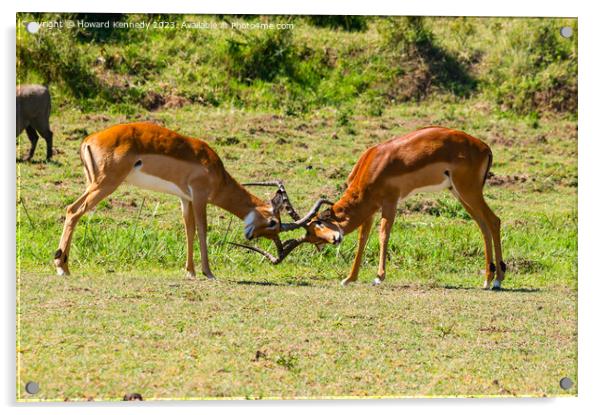 Male Impala fighting Acrylic by Howard Kennedy