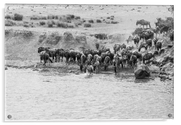 Wildebeest crossing the Mara River in black and white Acrylic by Howard Kennedy