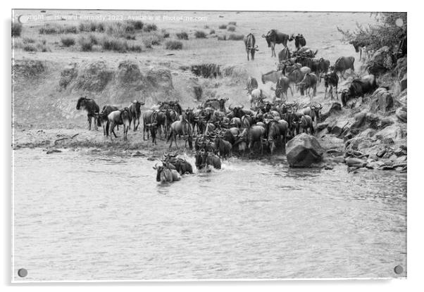 Wildebeest dodging Crocodile as they cross the Mara River during the Great Migration in black and white Acrylic by Howard Kennedy