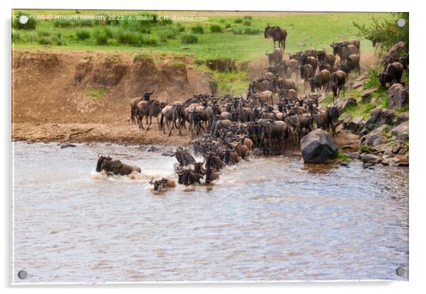 Wildebeest dodging Crocodile as they cross the Mara River during the Great Migration Acrylic by Howard Kennedy