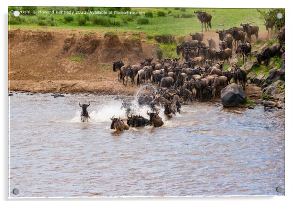 Wildebeest dodging Crocodile as they cross the Mara River during the Greaet  Acrylic by Howard Kennedy