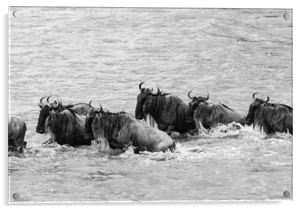Crocodile attacks Wildebeest crossing the Mara River in black and white Acrylic by Howard Kennedy