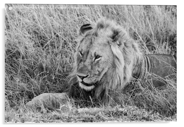 Male Lion resting in black and white Acrylic by Howard Kennedy