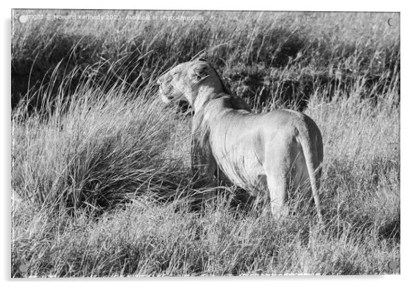 Lioness looking out from long grass in black and white Acrylic by Howard Kennedy