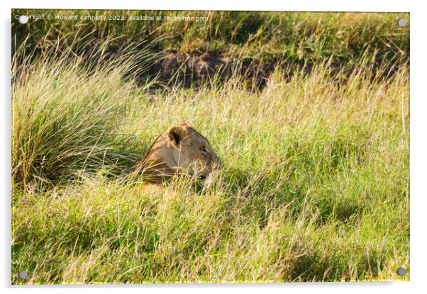 Lioness resting in long grass but keeping a watchful eye Acrylic by Howard Kennedy