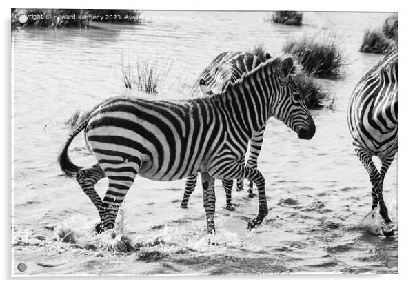 Burchell's Zebra in waterhole in black and white Acrylic by Howard Kennedy