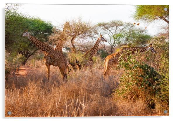Tower of Masai Giraffe browsing for food Acrylic by Howard Kennedy