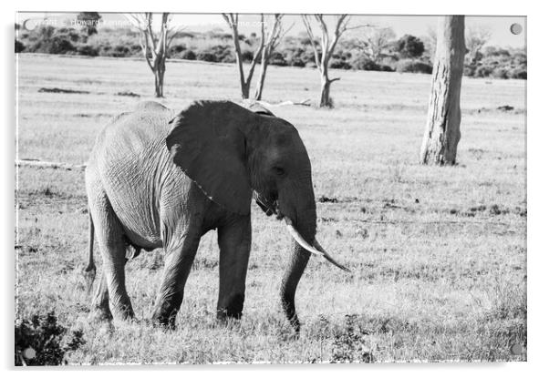African Savanna Elephant eating in black and white Acrylic by Howard Kennedy