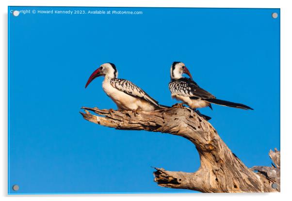 Red-Billed Hornbill Pair Acrylic by Howard Kennedy