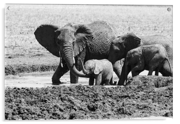 A Helping Hand from Elephant Mum in black and white Acrylic by Howard Kennedy