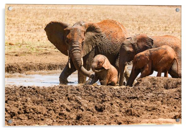Elephant mud bath play time Acrylic by Howard Kennedy