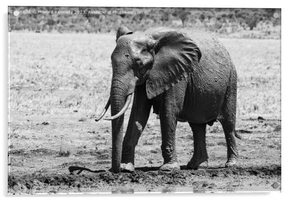 Young Bull Elephant leaving a mud bath covered in mud in black and white Acrylic by Howard Kennedy