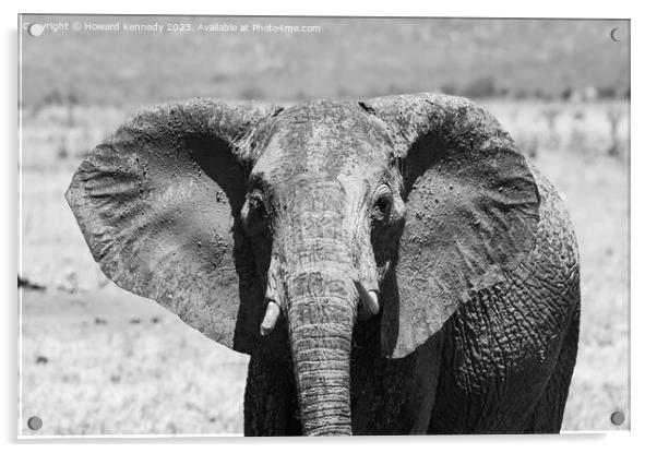 Young female Elephant close-up in black and white Acrylic by Howard Kennedy
