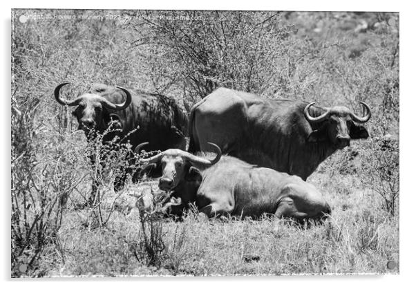 Let Sleeping Buffalo Lie in black and white Acrylic by Howard Kennedy