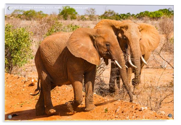 Two youg African Elephants Acrylic by Howard Kennedy