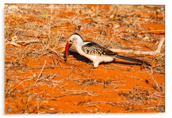 Red-Billed Hornbill Acrylic by Howard Kennedy