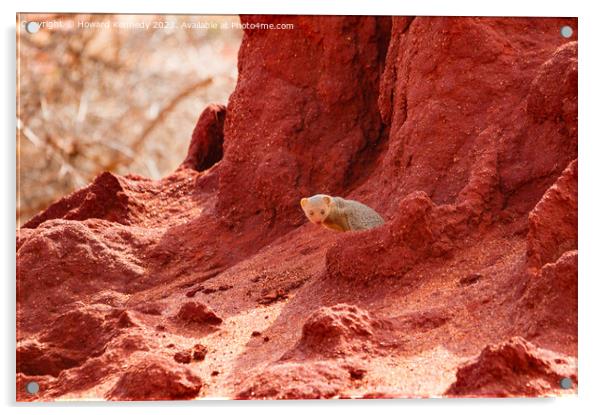 Dwarf Mongoose in Termite mound Acrylic by Howard Kennedy