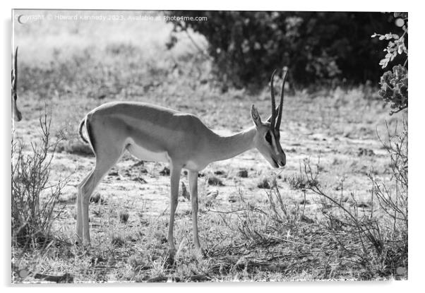 Grant's Gazelle Acrylic by Howard Kennedy