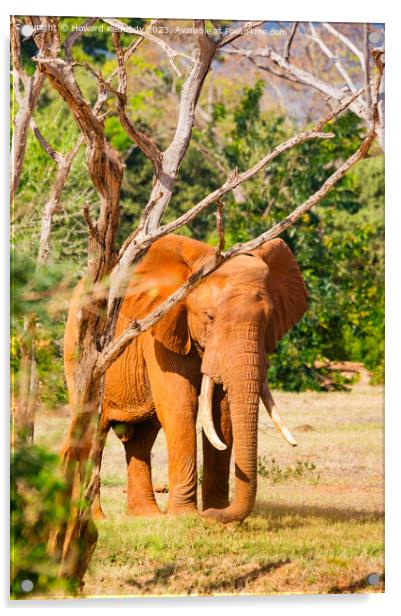 Elephant Acrylic by Howard Kennedy