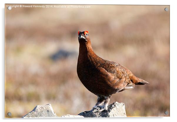 Red Grouse Acrylic by Howard Kennedy