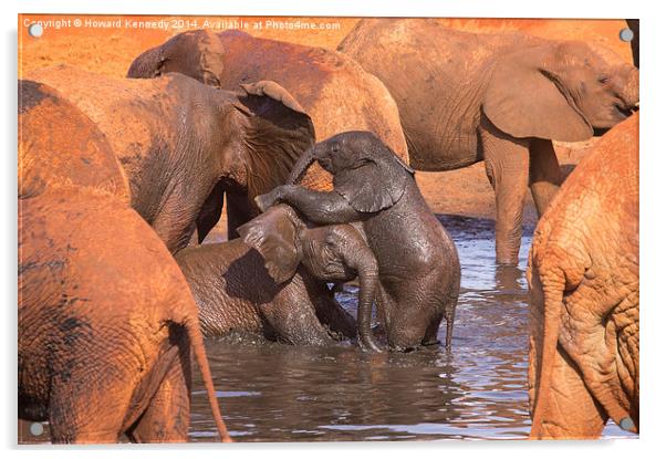 Baby Elephants Playing Acrylic by Howard Kennedy