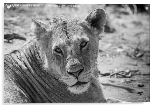 Sub-Adult African Lion Acrylic by Howard Kennedy