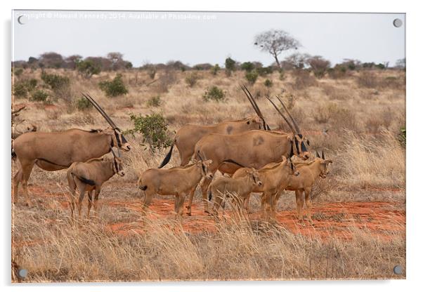 Fringe-Eared Oryx herd Acrylic by Howard Kennedy