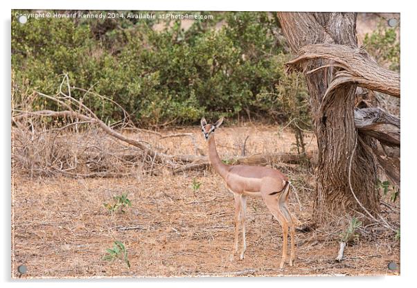 Female Gerenuk Acrylic by Howard Kennedy