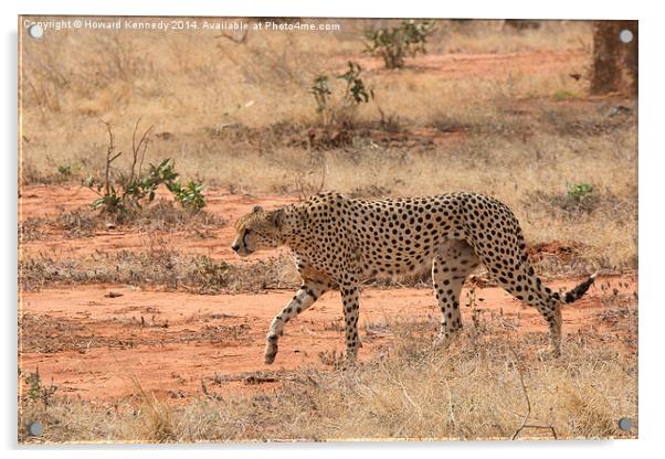 Cheetah walking Acrylic by Howard Kennedy