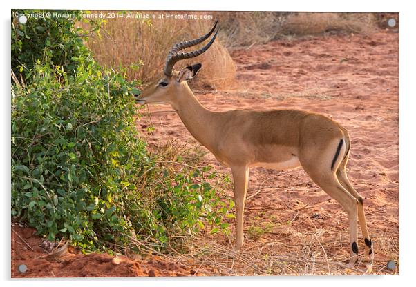 Male Impala Browsing Acrylic by Howard Kennedy