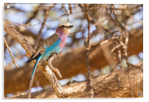 Lilac-Breasted Roller Acrylic by Howard Kennedy