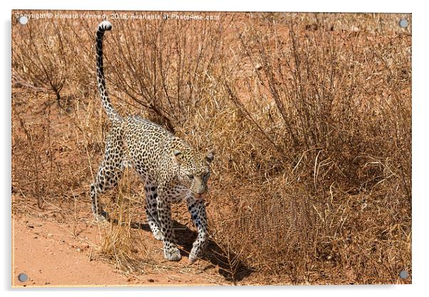 Leopard on the prowl Acrylic by Howard Kennedy