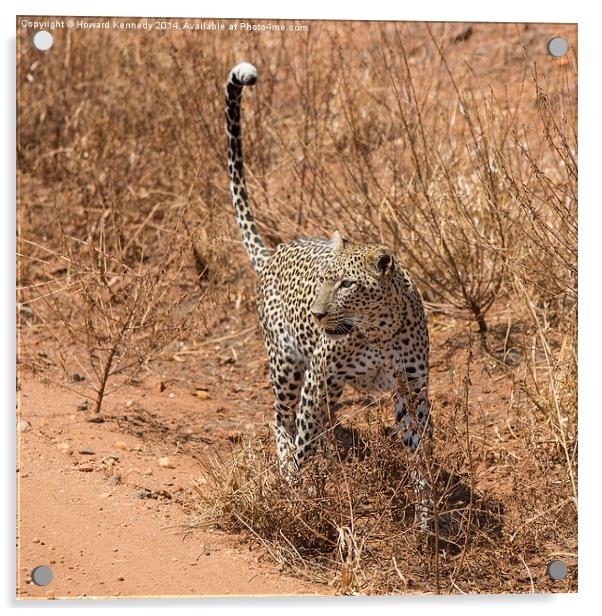 Female Leopard Acrylic by Howard Kennedy