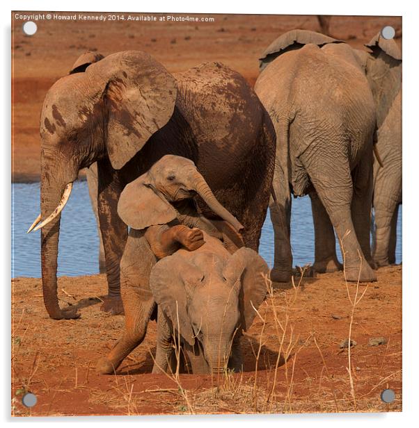 Baby Elephants playing Acrylic by Howard Kennedy