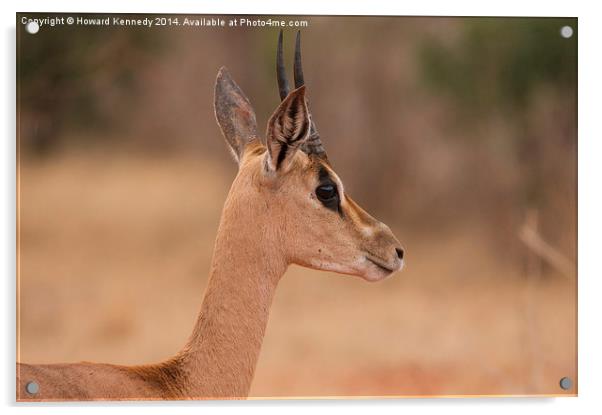 Grant's Gazelle head shot Acrylic by Howard Kennedy
