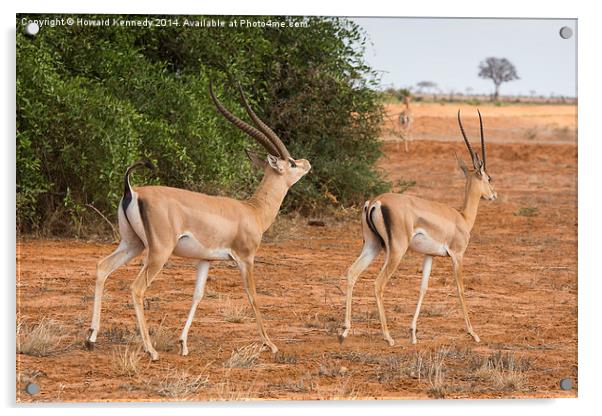 Grant's Gazelle male courting female Acrylic by Howard Kennedy