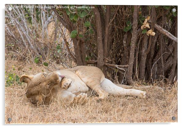 Resting Lioness grooming Acrylic by Howard Kennedy