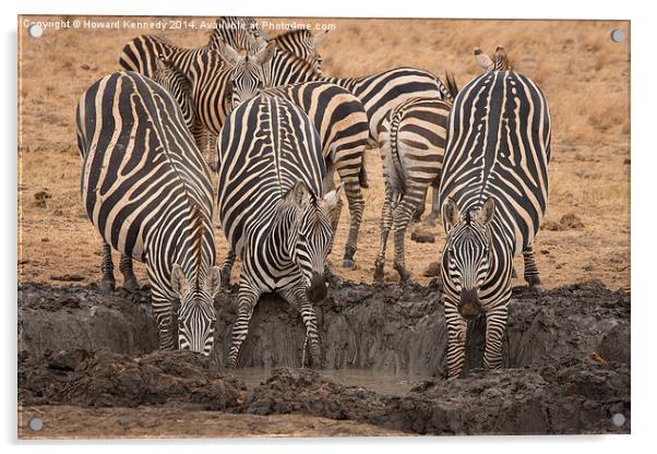 Nervous Zebra at waterhole Acrylic by Howard Kennedy