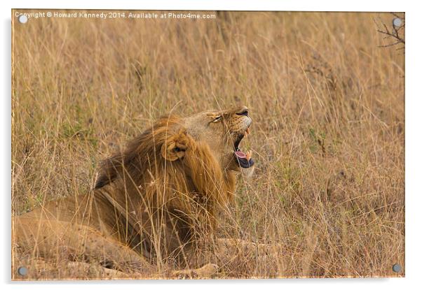 Lion Yawning Acrylic by Howard Kennedy