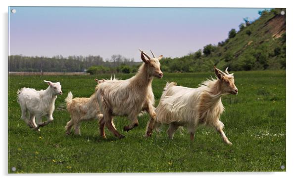 Jogging goats Acrylic by Paul Piciu-Horvat