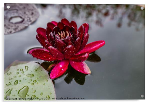 Black Princess Lotus Flower Acrylic by Paul Piciu-Horvat